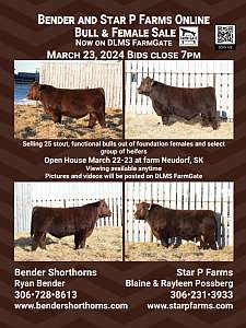Bender Shorthorns and Star P Farms ad