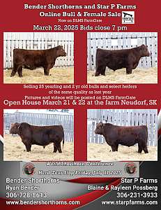 Bender Shorthorns and Star P Farms ad