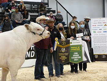 Shorthorn show at Canadian Western Agribition