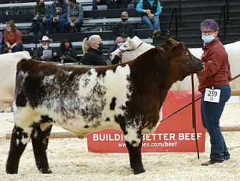 Shorthorn show at Canadian Western Agribition