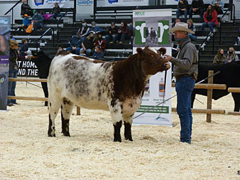 Shorthorn show at Canadian Western Agribition