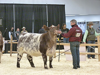 Shorthorn show at Canadian Western Agribition