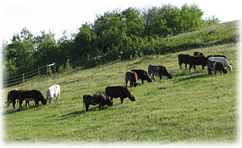 Shorthorn females