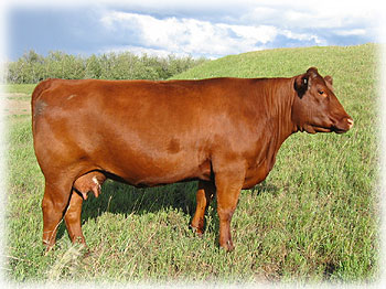 Shorthorn X Female