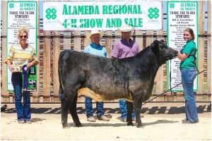 Shorthorn 4-H champions