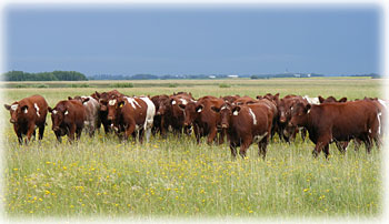 Shorthorns on Pasture