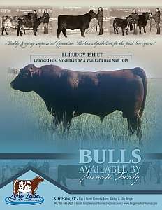 Long Lake Shorthorns ad