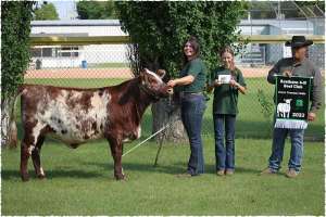 Shorthorn 4-H champions